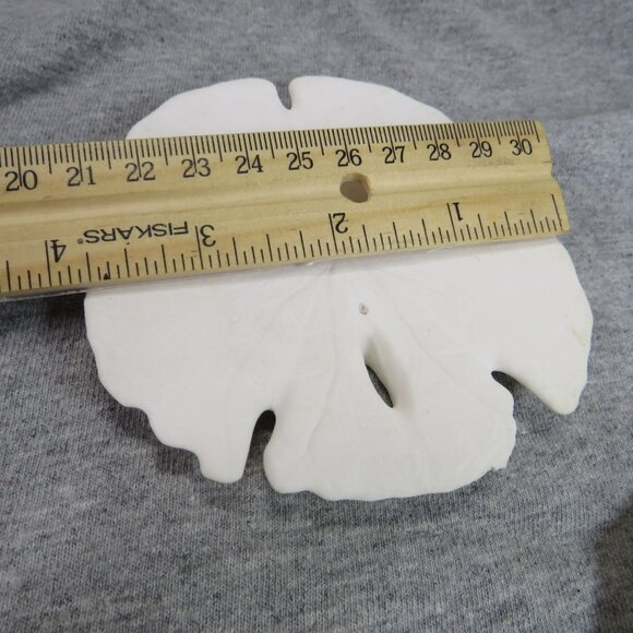 Sea Shell Sand Dollars REAL Large 4" and large white shell 4" Coastal White - Picture 4 of 9
